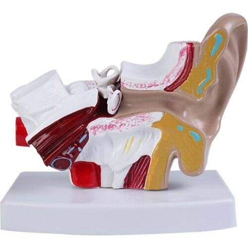 1.5X/3X Ear anatomical model Ear structure medical teaching model with inner ear Cochlear Anatomy