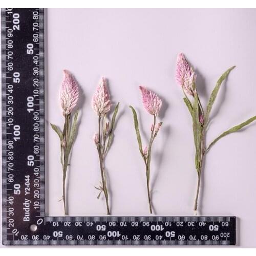 60pcs Pressed Dried Flower Celosia Argentea L Plants Herbarium For Epoxy Resin Jewelry Making Face Makeup Nail Art Craft DIY