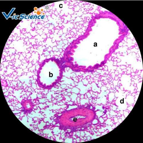 Medical human histology microscope prepared teaching slides(100kinds)