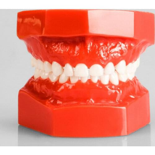 Dental Study Model Children Kids Primary 24Pis Fixed Teeth Student Demonstrate Realistic