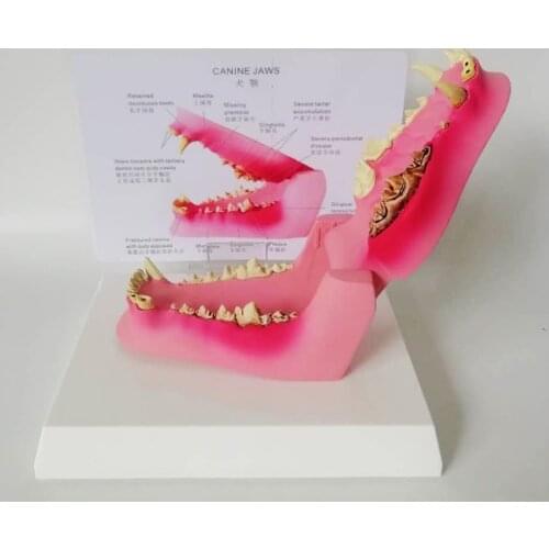 PVC Anatomical Canine Pathology Jaw Model Medical Dog Mouth and Teeth Anatomy Canine Jaw Anatomical Model Veterinary Teaching