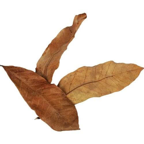 500pcs Natural Dimocarpus Longan Leaves Dwarf Frog Tortois Turtle Leaf Litter for Boosting Microfauna Regulates Humidity Inside