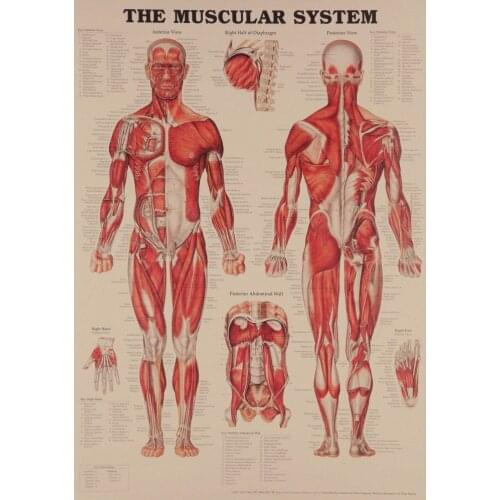 Human Body Structure Anatomy Chart Pop Poster Decorative Painting Core Kraft Paper Vintage poster Print Home Wall Decor