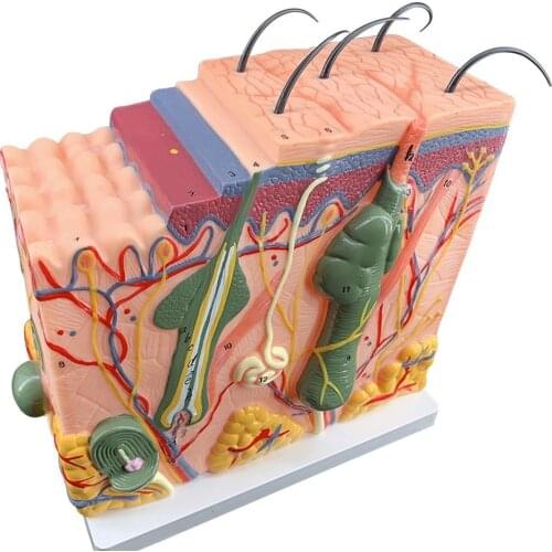 Skin and Hair Structure Human Skin Model 50 Times Enlarged hair Layer structure Anatomical Anatomy Medical Teaching Tool