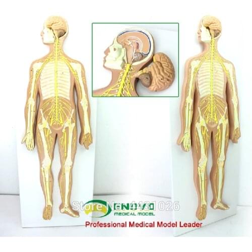 ENOVO Anatomical model of the central nerve brain spinal cord in the medical human nervous system
