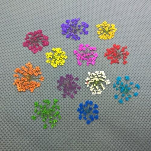 2-2.5cm color lace flower Natural Dried Flowers DIY Pressed Herbarium Flower Decorative Crafts glass globe filler findings