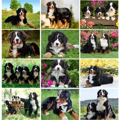 New arrival Diamond painting embroidery Puppy Bernese Mountain Dog crystal beads 5d cross stitch kits handwork animal mosaic art