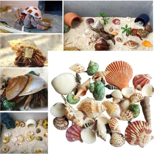 120g Natural Turbo Seashell Sea Conch Hermit Crab House Aquarium Practical Shells Crafts Decorations Photography Props C42