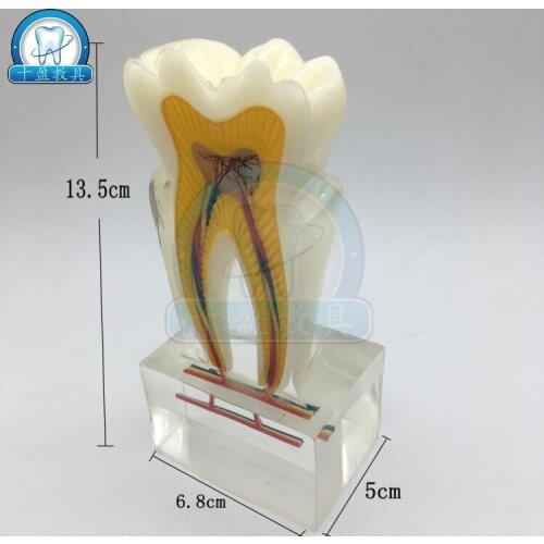 Dental teaching equipment 6X enlarge dental anatomy tooth model Crystal tooth structure analysis