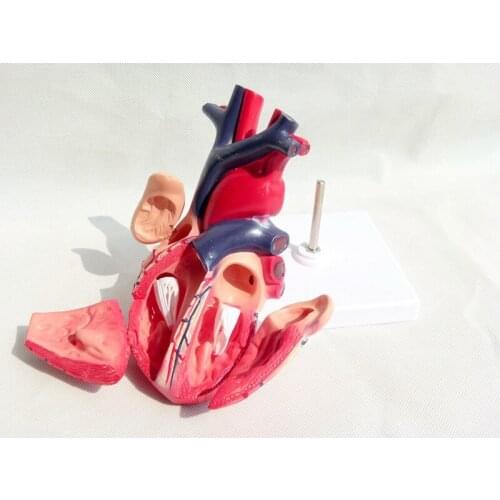 1:1 Life Sized Anatomical Model Human Heart Artery Vein Valve Structure Assembling Simulation Teaching Model