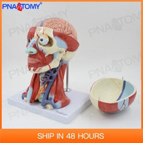 Human Head Anatomical Model Skull Muscles and Brain Anatomy Blood Vessel Neck Medical Teaching Tool College Demonstration