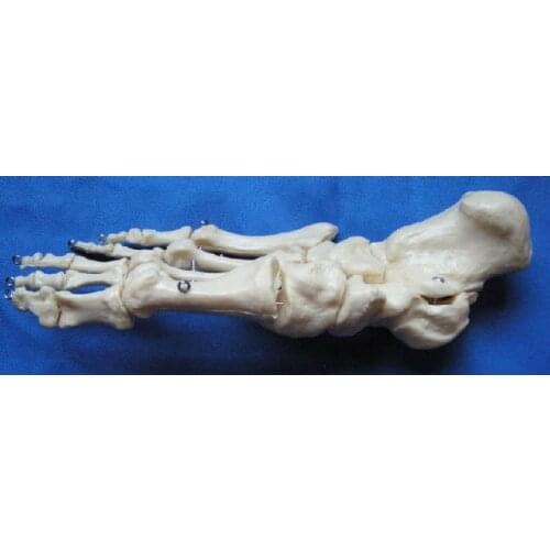 1:1 Life-Size Foot Joint Model Skeleton Model Human Foot Model Anatomical Skeletal Models Human Specimens Medical Teaching