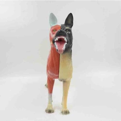 Teaching model of Veterinary Animal Husbandry and pet hospital