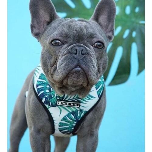 Pet Dog Collar Monstera Deliciosa Harness for Small Medium Dogs Leash for French Bulldog Chihuahua Dog Accessories for Yorkies