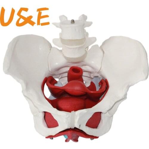 Female pelvic reproductive organ model pelvic structure pelvic floor muscle rehabilitation medical teaching MGP001