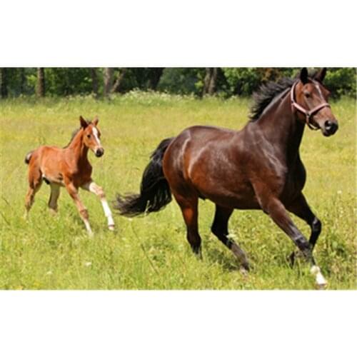 3d Diy Diamond Painting horse /unicorn Series Handicraft Needlework Embroidery Resinstone Diamond Cross Stitch Mosaic Decoration