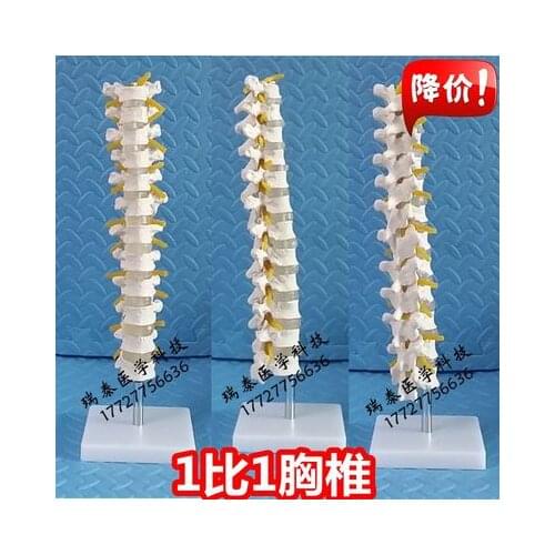 Human model Human skeletal models 1:1 thoracic vertebra model free shipping