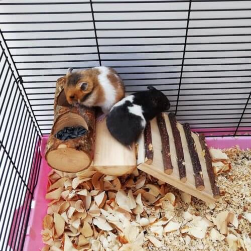 3 in 1 Cute Pet Chinchilla Hamster Food Feeding Bowl Feeder with Ladder