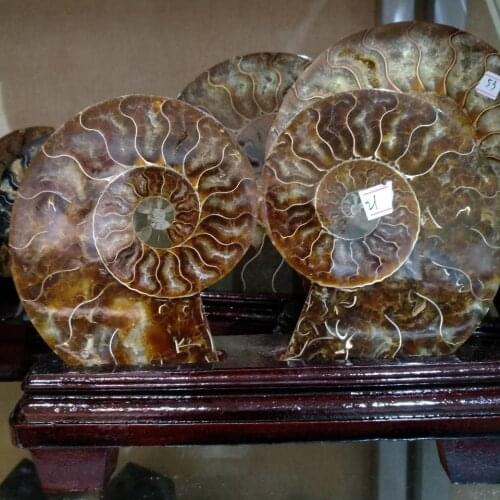 1000g A Pair Natural Sectcut Ammonite Fossil Conch Crystal Specimen Healing +stand