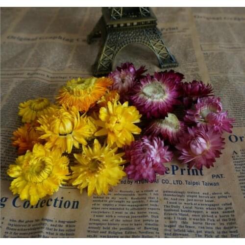 50pcs Preserved Yellow/Purple Daisy Flowers For Craft Gift Material Accessory Decoration