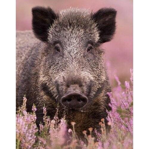 5D diamond painting wild boar full 5D diamond embroidery forest animals mosaic cross stitch crystal diamond pig decorative