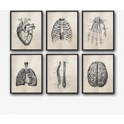 Human Anatomy Science Vintage Retro Posters Art Prints Medical Anatomy Canvas Painting Medical Doctor Clinic Wall Pictures Decor