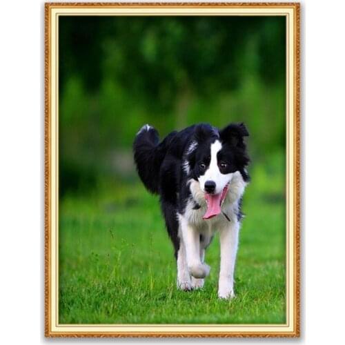 Animal Border Collie DIY 11CT Embroidery Cross Stitch Kits Needlework Craft Set Cotton Thread Printed Canvas Home Decoration