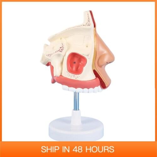 Life Size Human Nose Anatomy Model Sense Organ Nasal Cavity Anatomical Medical Sciences Educational Equipment Teaching