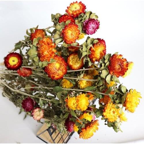 20 heads/bunch Natural Colorful Chrysanthemum Dried Flowers Balcony Décoration Moderne Plant Decoration Home Wedding