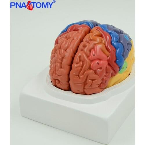 Functional Brain Model Cerebellum Brain Stem Anatomy Human Anatomical Models for Medical Supplies and Equipment Anatomy Body