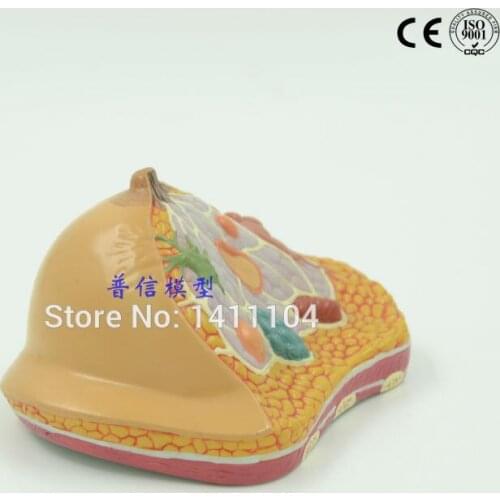 Free shipping&Female breast model, small leaf hyperplasia model, anatomical model,pathological breast model.For teaching medical