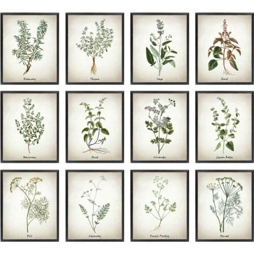 Herb Art Painting Vintage Herbal Illustrations Culinary Herbs Botanical Kitchen Wall Art Picture Decor Kraft paper poster
