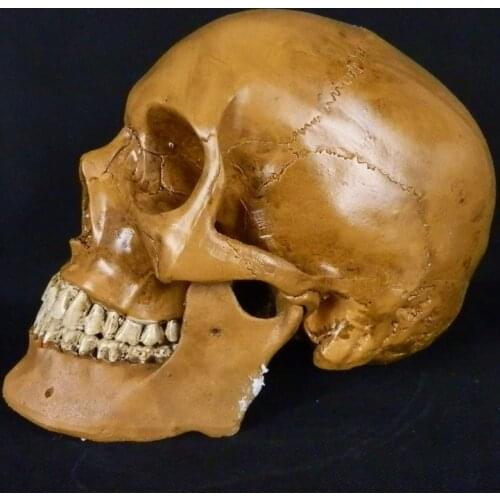 Free shipping High artificial life size human skeleton model mask resin manikin skull model