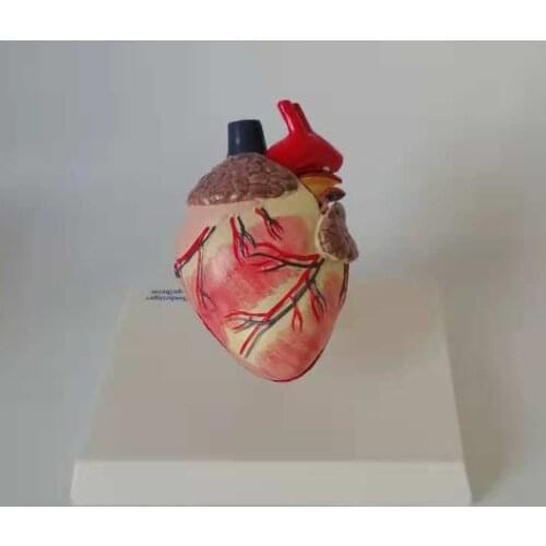 Dog Canine Heart Anatomical Model Canidae Pets Veterinary Teaching Aids