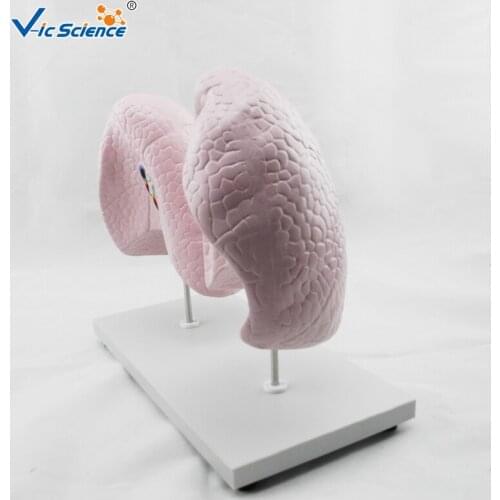 Education Advance Plastic Anatomy lung model
