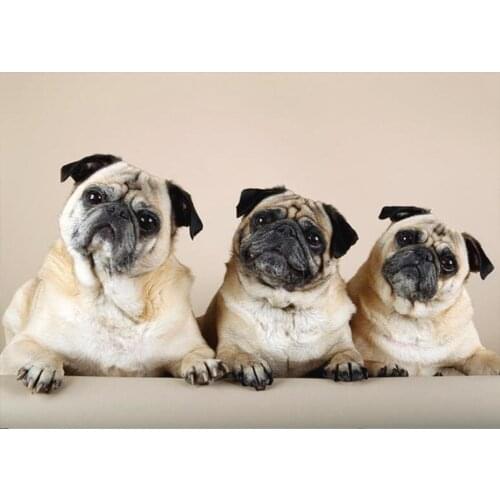 Diamond Mosaic 5D DIY Diamond Painting Animal dog Cross Stitch Full Rhinestones Diamond Embroidery Decoration Painting Kit TY937