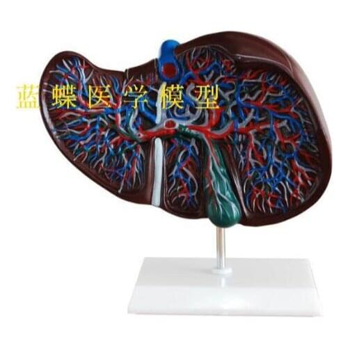 Liver and gallbladder magnification model liver anatomy model liver model gallbladder model human liver