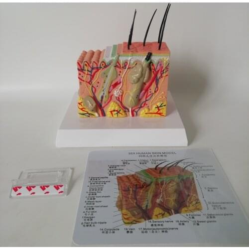 35 times the human skin and hair structure magnification model Skin layer structure model Human bone anatomy medical model