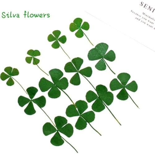 Four Leaf Lucky Clover Real Flower Plant Teaching DIY Phone Shell Patch Handmade Jewelry Materials Candle Wax Making Promotion