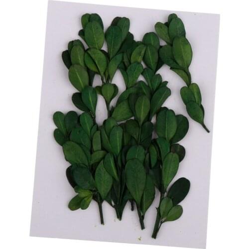 10 Pieces Natural Press Fern Leaves Pressed Real Dried Flower Dry Leaves for DIY Art Crafts Bookmark Scrapbooking Card Making