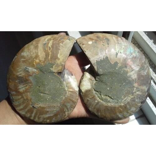 346g 1 Pair Half Cut Ammonite Shell Jurrassic Fossil Specimen