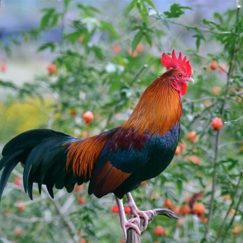 5d diy New generation full diamond embroidery diamond cross stitch crystal sets decorative animal scarlet Rooster under the tree