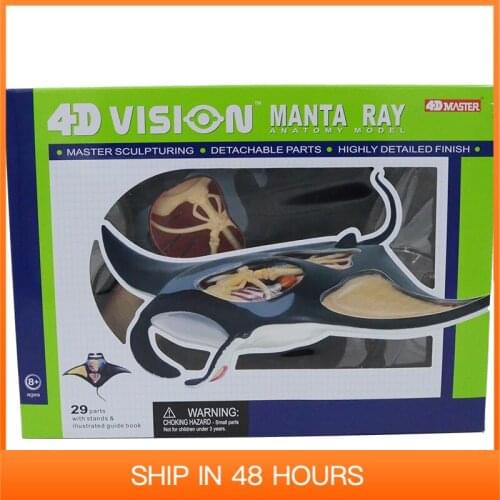 4d Animal Anatomical Model Manta Ray Anatomy Skeleton DIY Gift Children Toy Sea Fish Museum Used Tool Educational