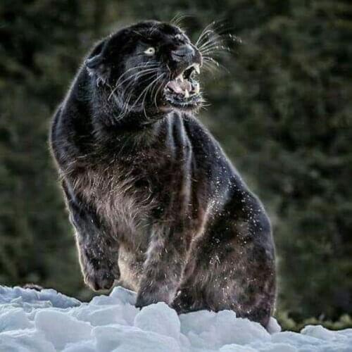 5D Diy diamond painting cross stitch "Panther" Full Round Diamond embroidery Needlework Rhinestone Mosaic Crafts 1120