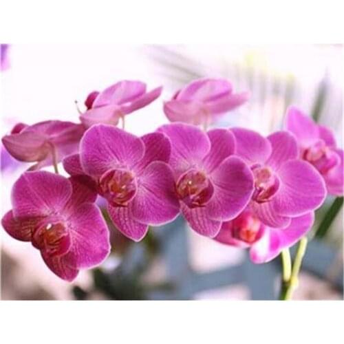 Flower Orchid DIY Cross Stitch Embroidery 11CT Kits Needlework Craft Set Printed Canvas Cotton Thread Home Decoration On Sell