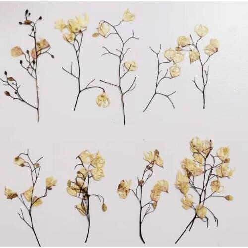 30pcs Pressed Dried Flower Sterculia nobilis With Stem For Nail Art Jewelry Bookmark Phone Case Invitation Card DIY