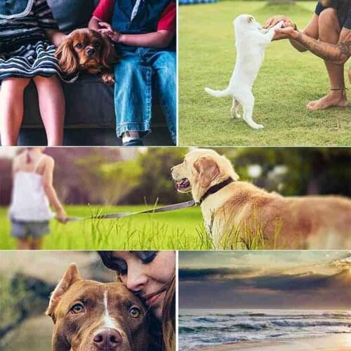 Pet Collar Smart GPS Tracker Safety Fence Anti-lost Wallet For Pet Long Cat Kids Locator Monitor Standby Car Dog Device Rem S1N9