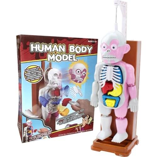 4D Human Body Assembled Model Human Body Model Educational Toys Desktop Game Model Toys For Children