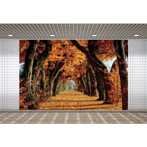 Lyavshi Autumn Forest Maple Trees Foliage Leaves Park Pathway Photography Backgrounds Fall Backdrops Baby Portrait Photophone