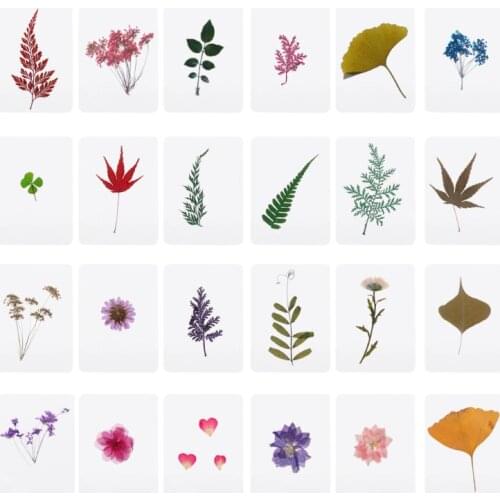 1 Pc Mix Pressed Flower Leaves Plant Specimen Fillers for Epoxy Resin Jewelry Making Random Delivery